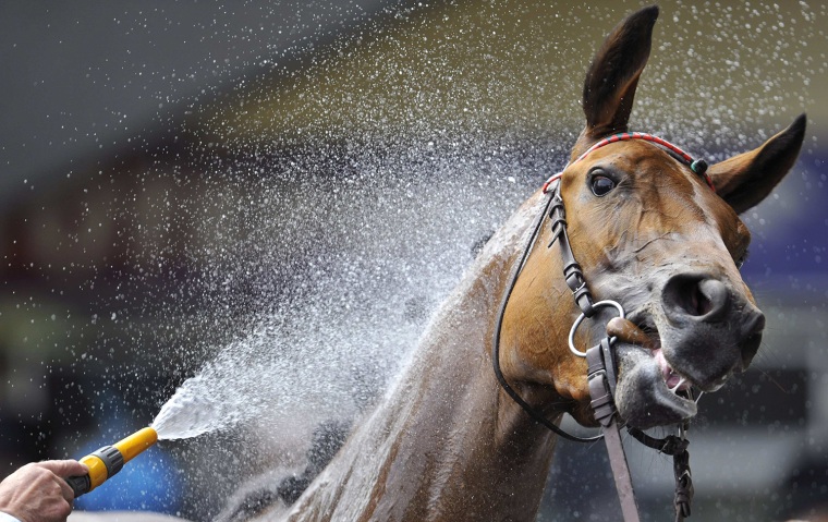 Image: A racehorse is cooled down after competing on the fourth day of the Royal Ascot horse racing festival at Ascot in southern England