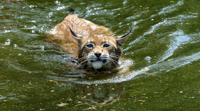 Image: Lynx swims in a pond.