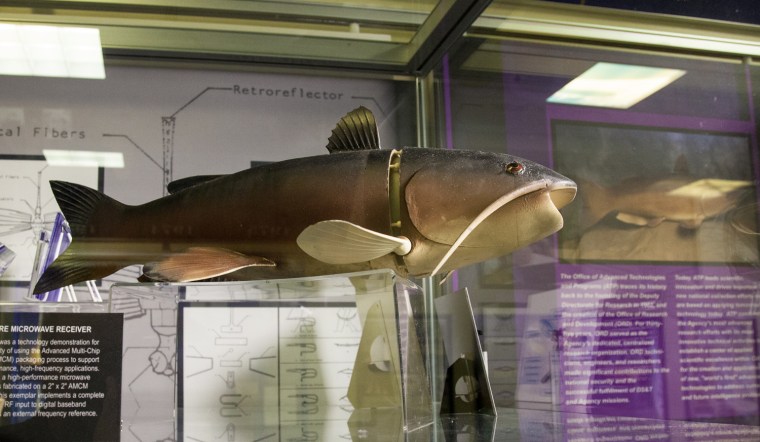 Saturday, July 29, 2013, in McLean, VA (John Makely / NBC News)
The CIA museum.
n the 1990s, CIAÕs Office of Advanced Technologies created ÒCharlie,Ó a robotic catfish, to study the feasibility of unmanned underwater vehicles (UUVs) and other aquatic robot technologies for intelligence collection purposes.