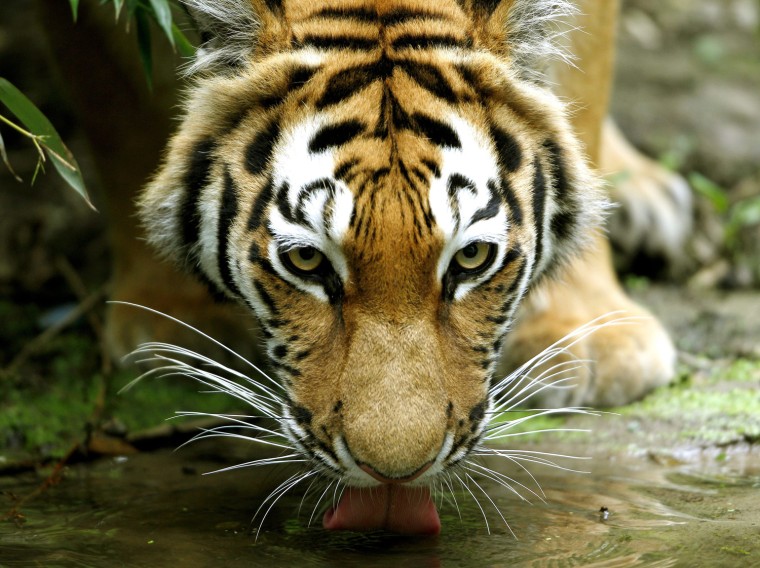 Image: Thirsty tiger in Duisburg zoo.