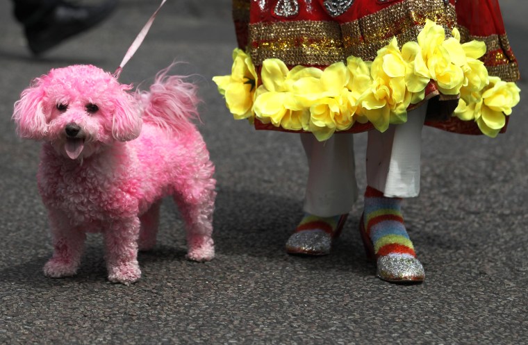 Image: A participant poses with a bichon frise dog dyed pink during the annual Pride London parade