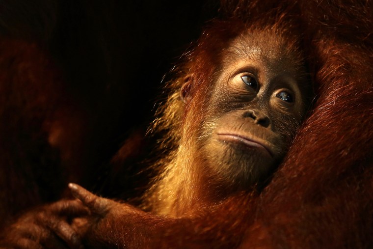 Image: Singapore Zoo Celebrates Its' 40th Anniversary