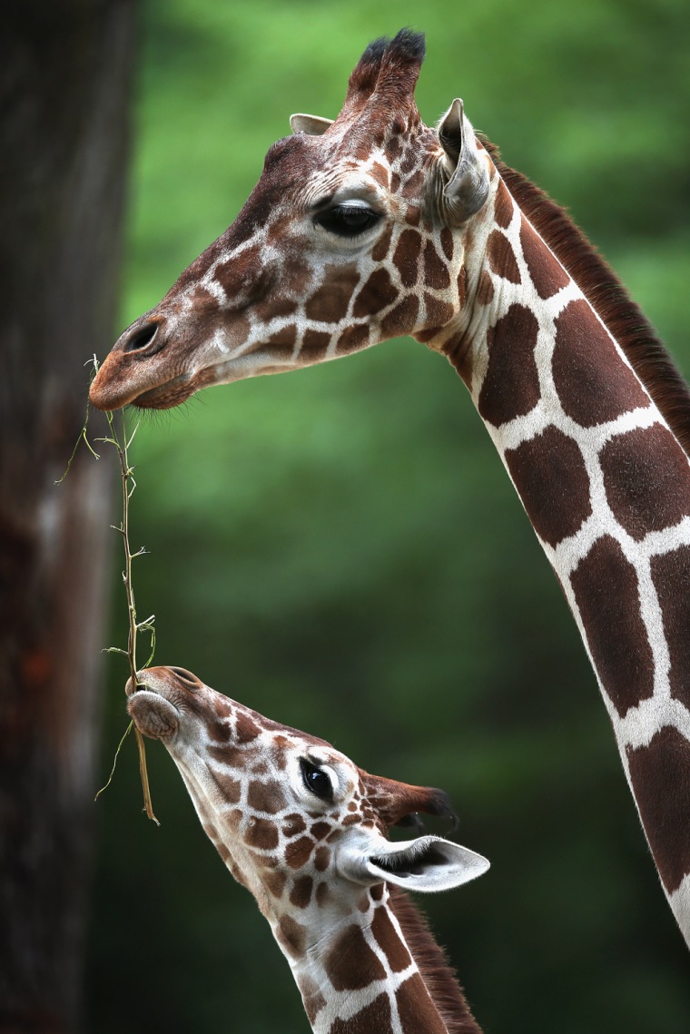 Image: BESTPIX  Baby Giraffe Makes Debut At Brookfield Zoo