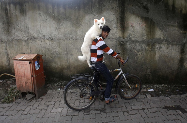 Image: A man rides a bicycle as he carries his dog on his shoulders in Mumbai