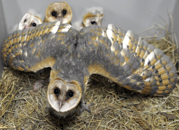 Image: TOPSHOTS-FRANCE-ANIMAL-BIRTH-OWL
