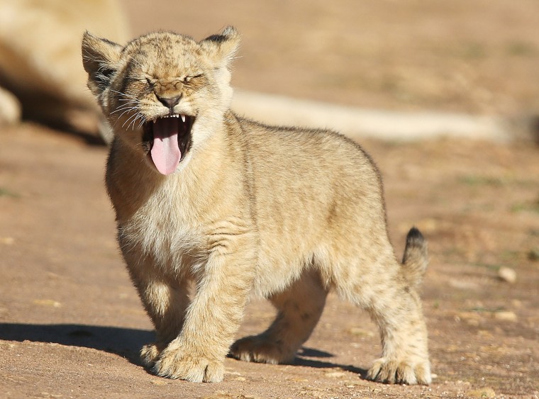 Image: Lion Cubs Debut At Monarto Zoo
