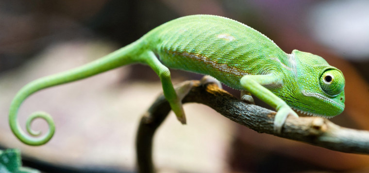 Image: Baby chameleon at Cottbus Zoo