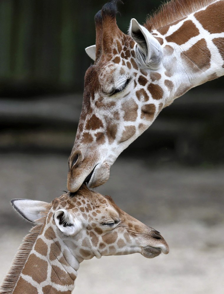 Image: An unnamed new born male giraffe is seen with his half-brother, Dave, at the Brookfield Zoo near Chicago