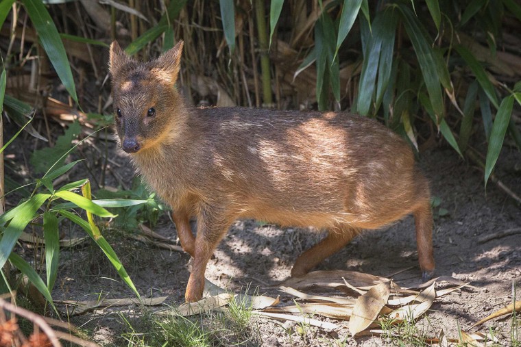 Image: An endangered Southern Pudu, the world's smallest deer, is seen at a zoo in New York