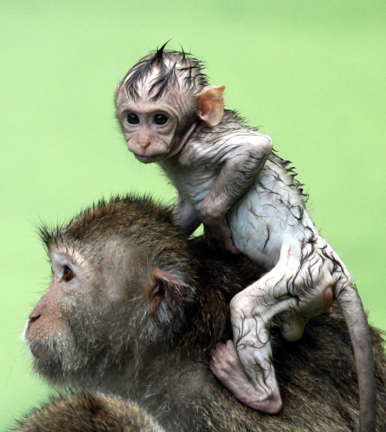 Image: Newly-born monkey at Taipei Zoo