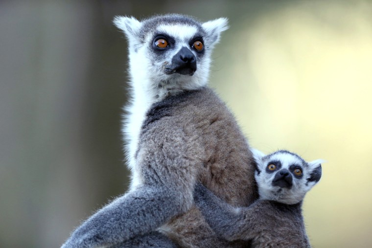 Image: A Lemur catta family at the Biblical Zoo in Jerusalem