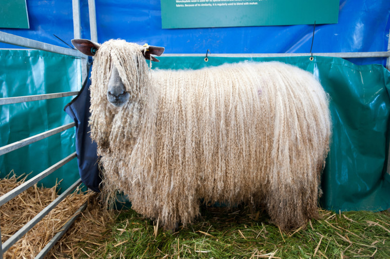 Image: Crowds flock to the 155th Great Yorkshire Show