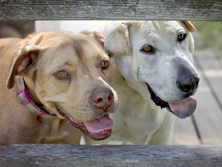Image: Dogs Flopsy and Sebastian together