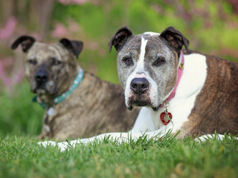 There’s life (and love) in these old dogs yet