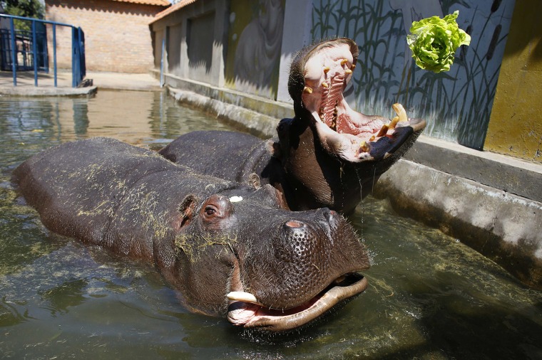 Image: A hippopotamus catches a lettuce with its mouth in Belgrade's zoo
