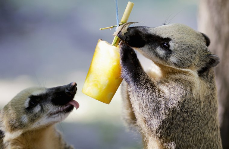 Image: Red coati (nasua narica rufa) enjoy some iced fruits on a hot summer day in Schoenbrunn zoo in Vienna