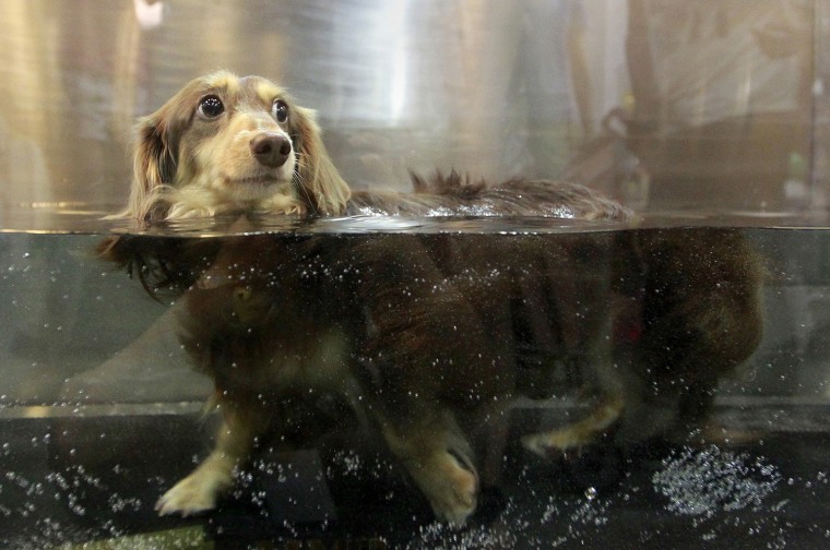 Image: A dog walks inside a microbubble underwater treadmill for pets at the 2013 Taipei Pet Show in Taipei