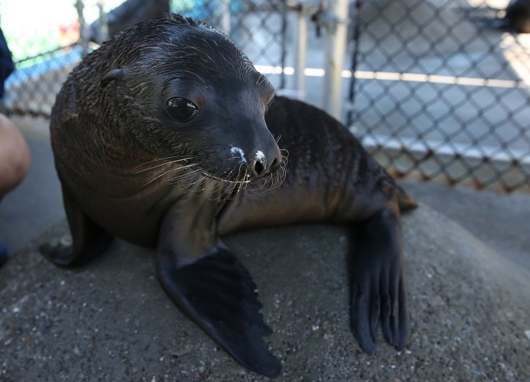 Image: Rescued Sea Lions Get Rehabilitated At Bay Area Six Flags Discovery Kingdom