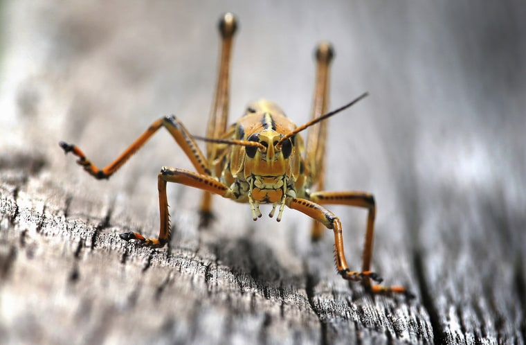 Image: Florida Lubber Grasshopper