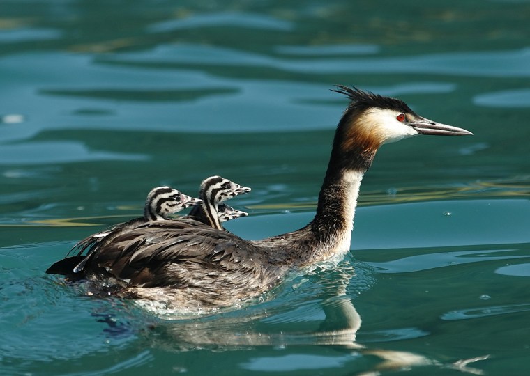 Image: A Great Crested Grebe swims with three chicks on its back in Lake Weissensee in Naggl in Austria's southern Carinthia province