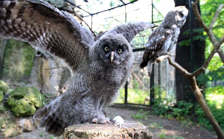 Image: GERMANY-ANIMALS-OWL