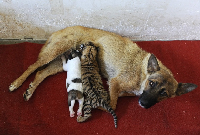 Image: A female dog feeds a tiger cub and her puppy at a zoo in Hefei