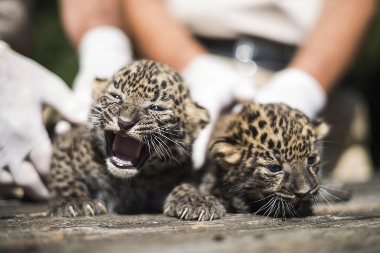 Image: African leopard cubs in Nyiregyhaza Animal Park