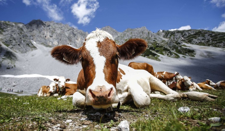 Image: Cows lie in grass in front of Hafelekar mountain on a hot summer day in Innsbruck