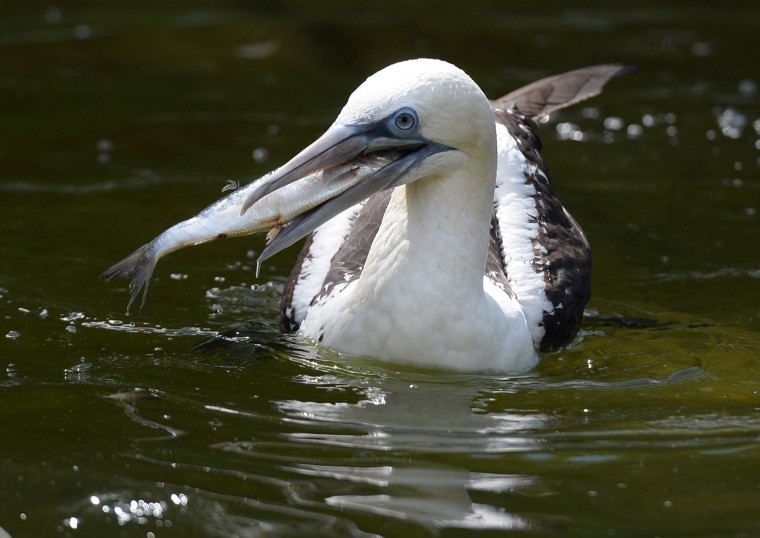 Image: GERMANY-ANIMALS-ZOO-NORTHERN GANNET
