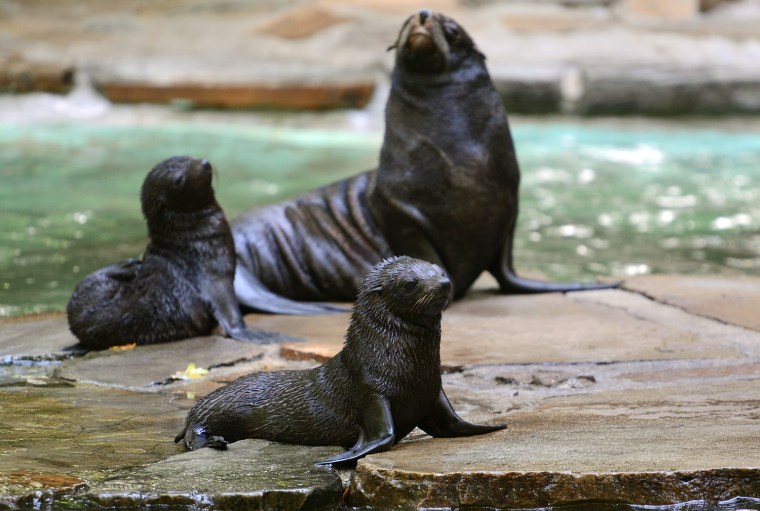 Image: South American fur seal offspring at Dortmund Zoo