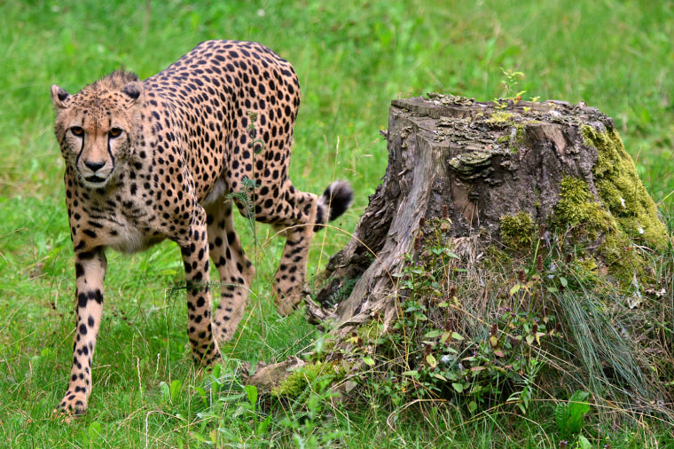 Image: Cheetah Frela at the Zoopark in Erfurt, Germany