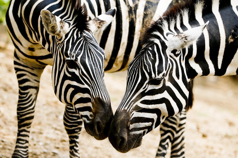 Image: Zebras at Beijing Zoo