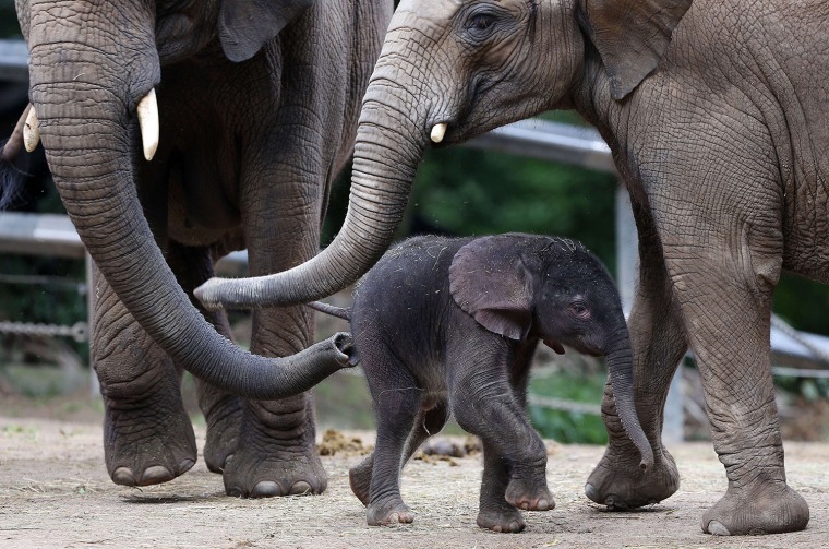 Image: GERMANY-ANIMALS-ZOO-ELEPHANT
