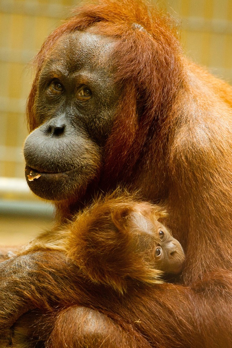 Image: Orangutan baby at Hanover Zoo