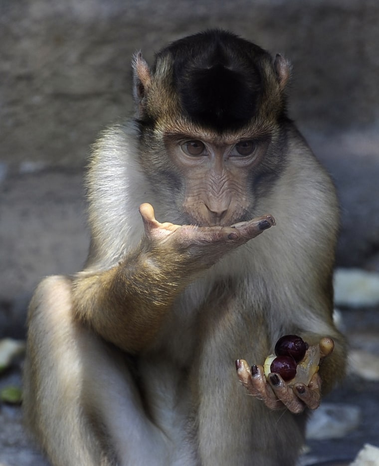 Image: A monkey licks frozen slices of fruit during a hot day in its enclosure at the Skopje Zoo