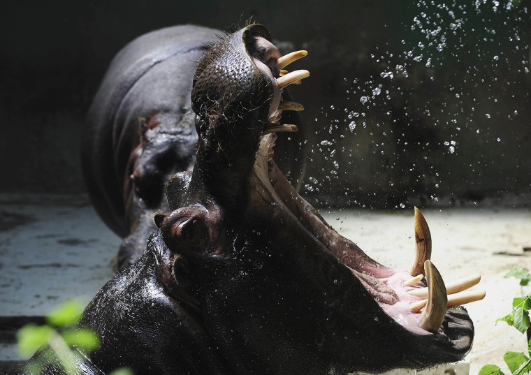 Image: A hippopotamus gets a shower in its enclosure at the Skopje Zoo