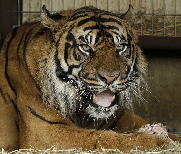 Image: New father Sumatran tiger Kavi at the Smithsonian National Zoological Park in Washington