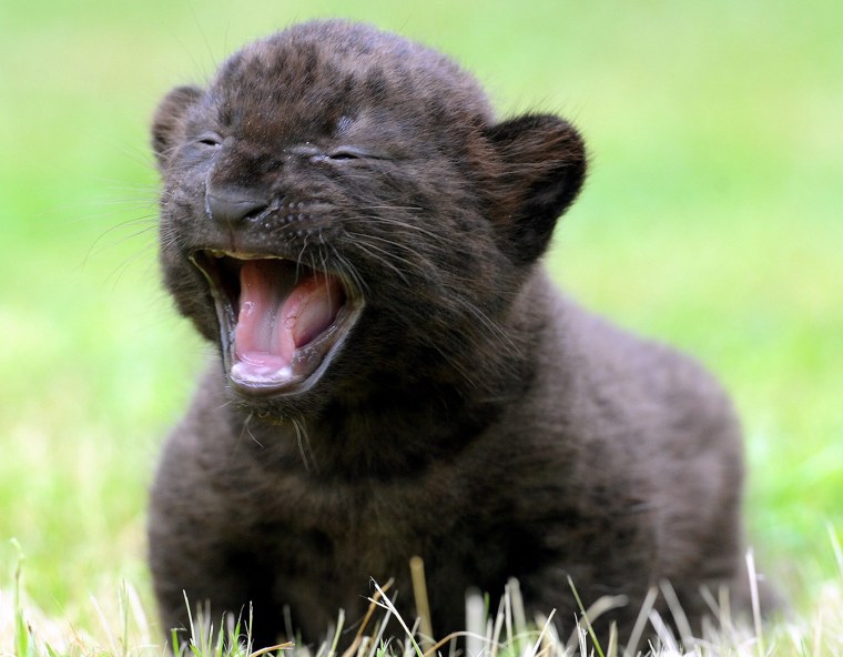 Image: Panther cub