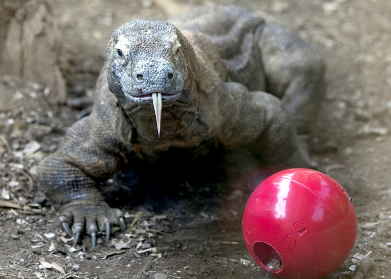 Image: Komodo Dragon And Giant Tortoise Photocall At London Zoo