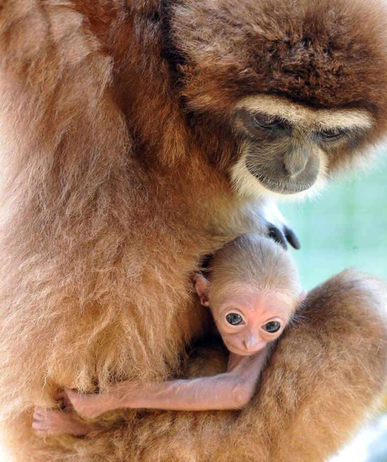 Image: Ape offspring at zoo in Ulm