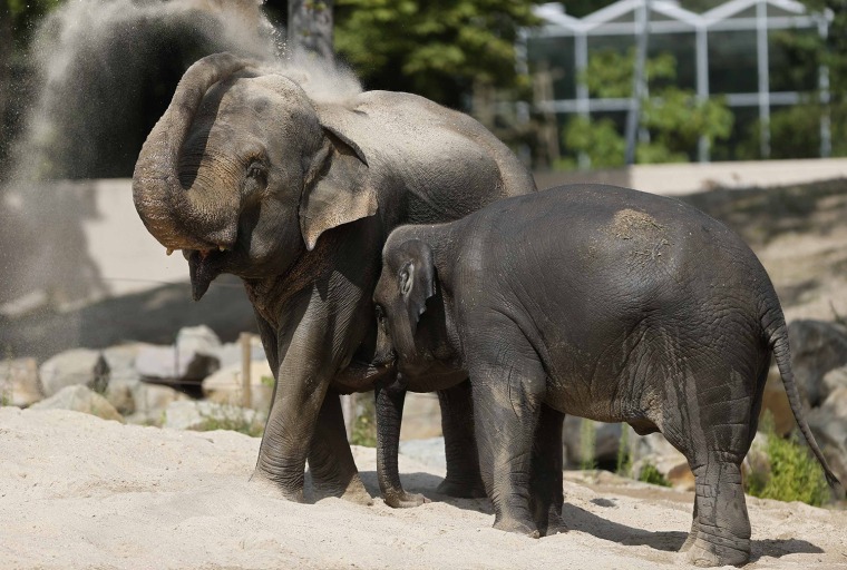 Image: A four-year-old Asian Elephant named \"Kai-Mook\" stands next to its mother in their enclosure at Planckendael's zoo near Mechelen