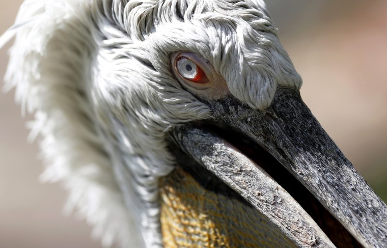 Image: A pelican is seen in its enclosure at Planckendael's zoo near Mechelen