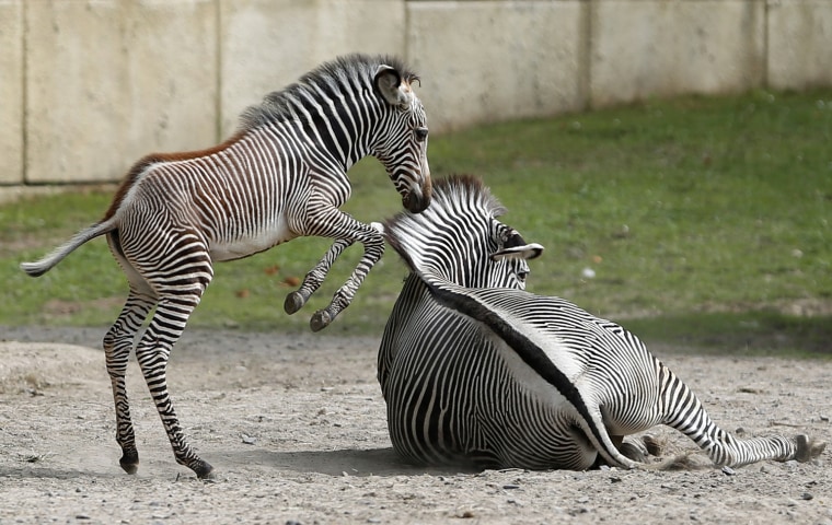 Image: A one-month-old zebra jumps next to its mother in their enclosure at Planckendael's zoo near Mechelen