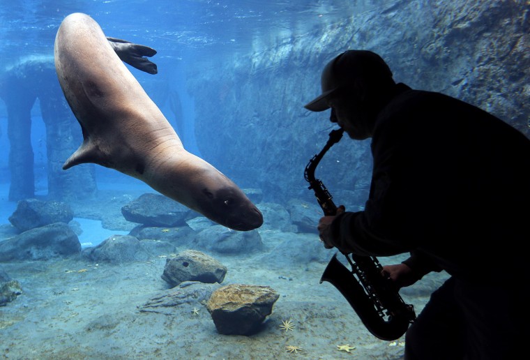 Image: Steve Westnedge plays his saxophone for a Leopard Seal known as \"Casey\" as part of a study on the animal's reactions to different sounds at Sydney's Taronga Zoo