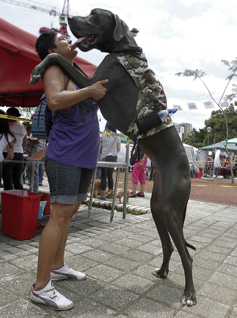 Image: A woman plays with her dog during a demonstration against animal abuse in San Jose