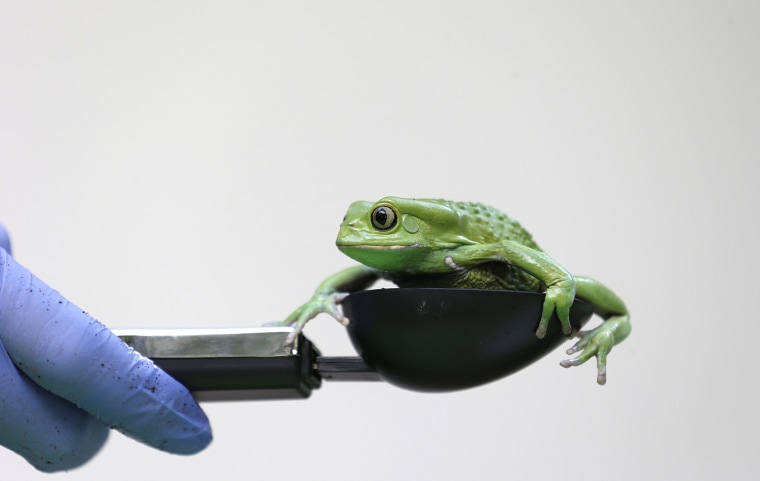 Image: A waxy monkey tree frog is weighed in a measuring device during a photocall to publicize the annual measuring of all the animals at the London Zoo, in central London