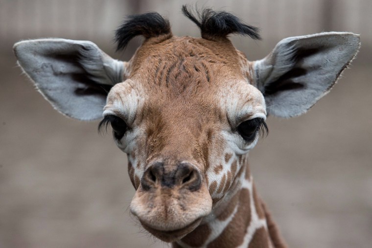 Image: Newborn giraffe in Wroclaw's Zoo