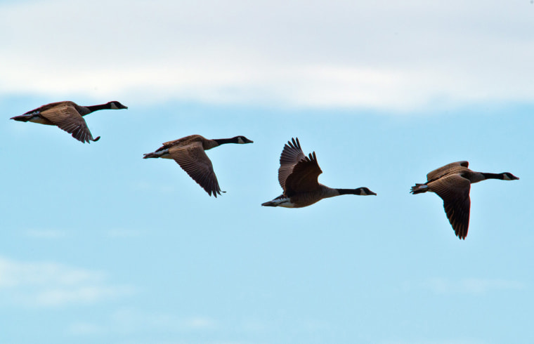 Image: Geese leaving