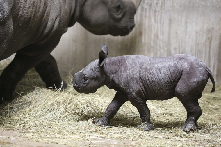 Image: An Eastern black rhinoceros calf and his mother Kapuki are seen at the Lincoln Park Zoo in Chicago