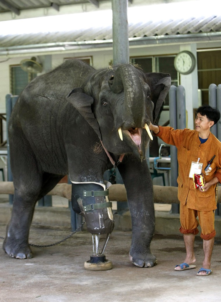 Image: Female elephant named Mocha attached a temporary artificial leg